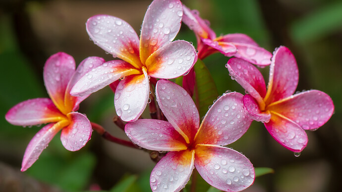 夏威夷鸡蛋花